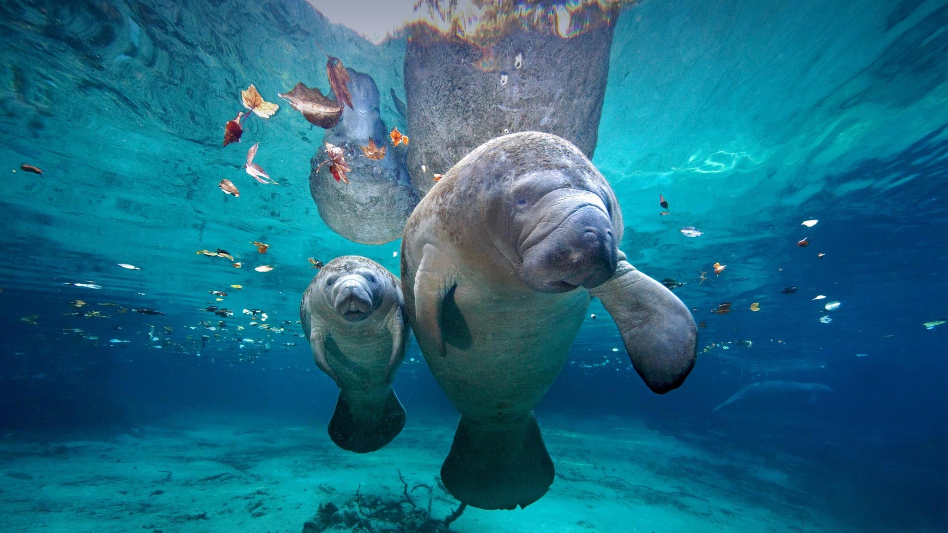 Meet the Manatee: How Florida’s “Sea Cows” Stay Warm